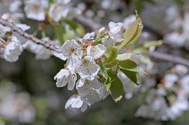 Prunus avium, genellikle yabani kiraz, tatlı kiraz ya da gean olarak da bilinir, gülgiller (Rosaceae) familyasından bir kiraz türüdür.