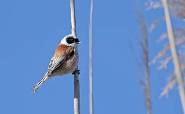 Eurasian penduline tit or European penduline tit (Remiz pendulinus), Greece clipart