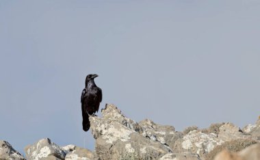 Raven - Corvus Corax, Girit 