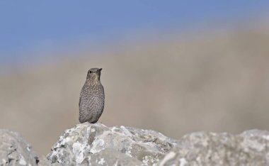 Mavi Kaya Ardıcı (Monticola solitarius), Yunanistan