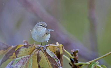 Chiffchaff - Phylloscopus collybita, Greece  clipart