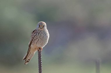 Lesser kestrel - Falco naumanni, Crete clipart