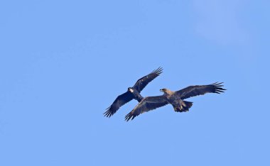Steppe kartal (Aquila nipalensis) ve Raven (Corvus corax), Girit