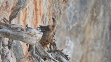 Griffon Vulture (Gyps fulvus), Girit