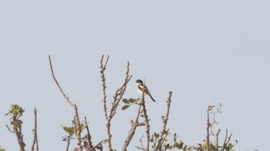 Woodchat Shrike (Lanius Senator), Yunanistan