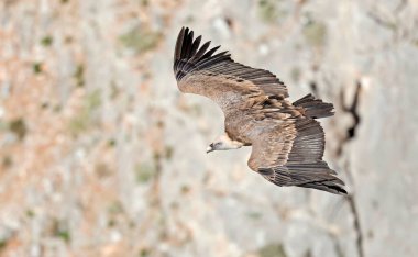 Griffon Vulture (Gyps fulvus), Girit