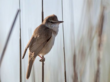 Büyük sazlık bülbülü (Acrocephalus arundinaceus), Yunanistan