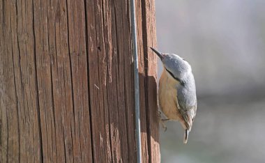 Eurasian Nuthatch (Sitta europaea), Greece clipart