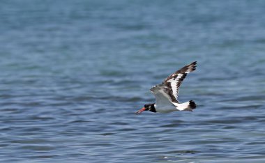 Avrasya İstiridye Avcısı (Haematopus ostralegus), Yunanistan