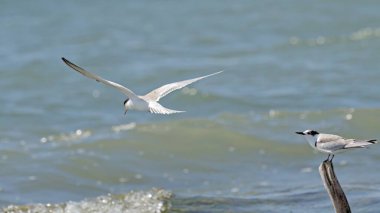 Juvenile Common Tern (Sterna hirundo), Greece