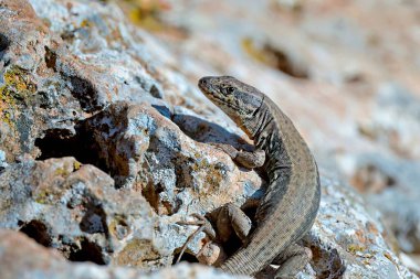 Cretan Wall Lizard - Podarcis cretensis, Crete clipart