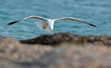 Yellow-legged Gull - Larus michahellis, Greece  clipart