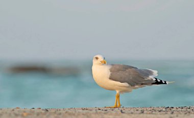 Yellow-legged Gull - Larus michahellis, Greece  clipart