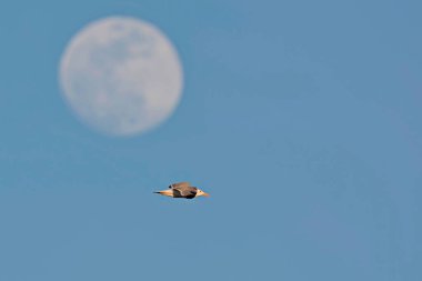 Yellow-legged Gull - Larus michahellis, Greece  clipart