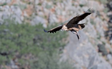 Griffon Vulture - Gyps fulvus, Girit