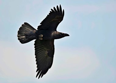 Ortak karga (Corvus corax), Crete