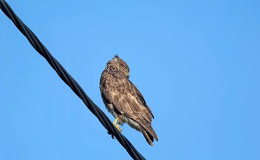 Bayağı Şahin - Buteo buteo Crete, Yunanistan