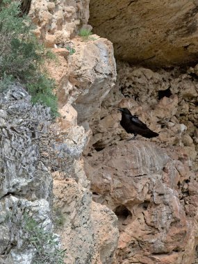 Raven - Corvus Corax, Girit 