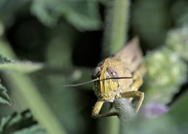 Anacridium aegyptium (Mısırca: 