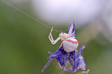 Goldenrod yengeç örümceği (Misumena vatia), Yunanistan 
