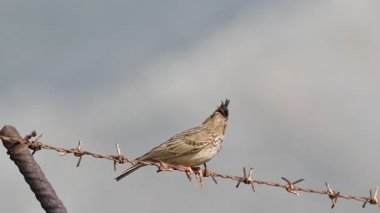 Tepeli toygar (Galerida cristata), Crete