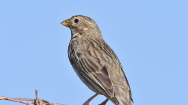 Corn Bunting - Miliaria Calandra, Girit, Yunanistan