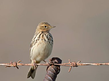 Kızıl gerdanlı incir kuşu - Anthus cervinus, Crete 