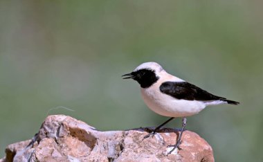 Doğu Kara Kulaklı Buğday (Oenanthe melanoleuca), Yunanistan