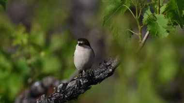 Woodchat Shrike (Lanius Senator), Yunanistan