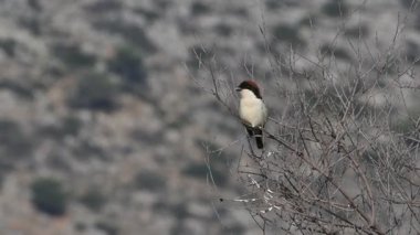 Woodchat Shrike (Lanius Senator), Yunanistan