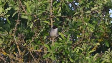Sardunya ötleğen (Sylvia melanocephala), Crete