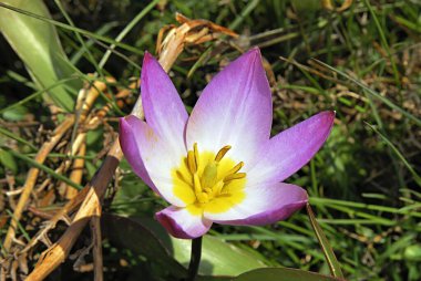 Fırıncılar Lale (Tulipa bakeri), Batı Girit bir endemik bitki