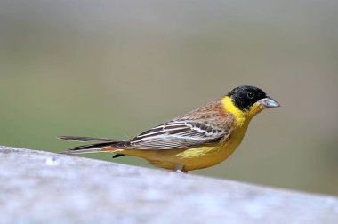 Siyah başlı kiraz kuşu (Emberiza melanocephala), Yunanistan