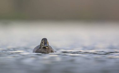 Ortak Pochard - Aythya ferina, Girit