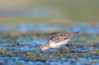 Küçük kuşu (Calidris minuta), Crete, Yunanistan