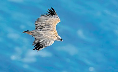Griffon Vulture (Gyps fulvus), Girit