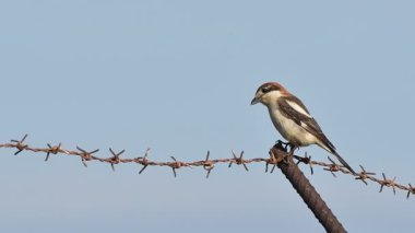 Woodchat Örümceği - Lanius Senatör, Girit