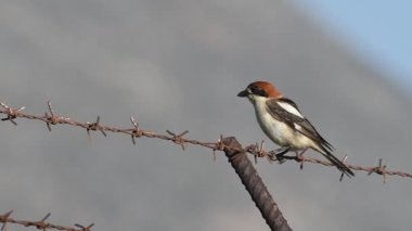 Woodchat Örümceği - Lanius Senatör, Girit