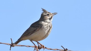 Tepeli toygar (Galerida cristata), Crete