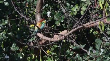 Avrupa arı kuşugiller (arı kuşu apiaster), Yunanistan