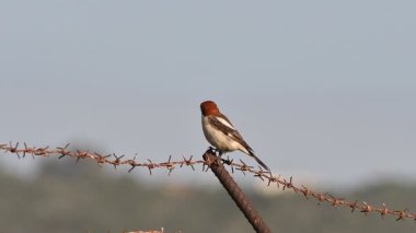 Woodchat Örümceği - Lanius Senatör, Girit