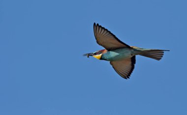 Avrupa arı kuşugiller (arı kuşu apiaster), Yunanistan