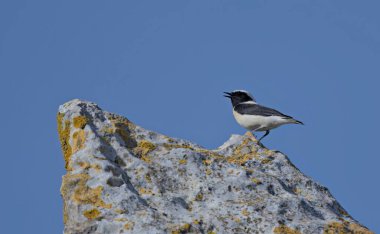 Siyah kulaklı Wheatear (Oenanthe melanoleuca), Girit