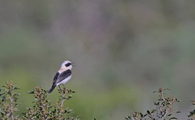 Siyah kulaklı Wheatear (Oenanthe melanoleuca), Girit