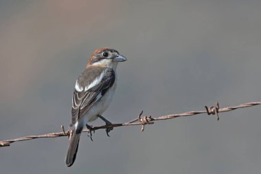 Woodchat Shrike (Lanius Senator), Girit 