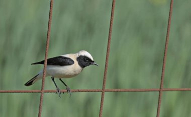 Siyah kulaklı Wheatear (Oenanthe melanoleuca), Girit