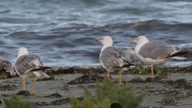 Sarı bacaklı martı (Larus michahellis), Yunanistan