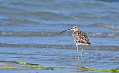 Avrasya kıvrımı (Numenius arquata))