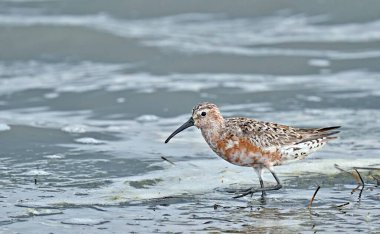 Curlew Sandpiper (Calidris ferruginea), Yunanistan