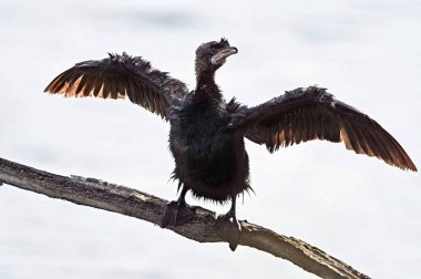 Dünya çapında tehdit altında olan Pigme Karabatağı (Microcarbo pygmaeus), Yunanistan 